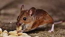 24 Hour & Emergency Exterminators in Silver Point, TN